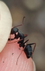 Camponotus feae
