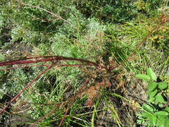 Kitagawia baicalensis