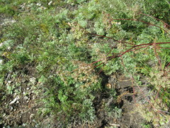 Kitagawia baicalensis