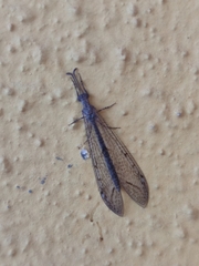 Distoleon canariensis