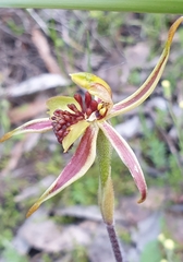 Caladenia conferta