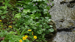Cardamine raphanifolia