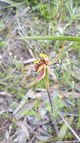 Image of Caladenia conferta by (c) Rosalie Lawrence, some rights reserved (CC BY)
