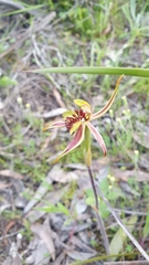 Caladenia conferta