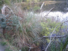 Cortaderia selloana