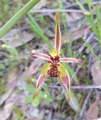 Caladenia conferta