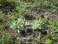 Leontopodium leontopodioides