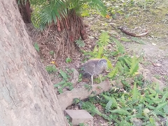 Gorsachius melanolophus