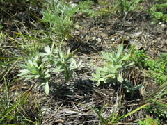 Leontopodium leontopodioides
