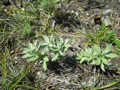 Leontopodium leontopodioides