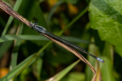 Pseudagrion