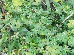 Phyllanthus urinaria