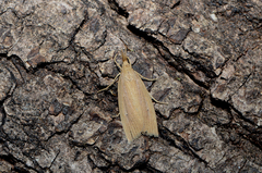 Chilo phragmitella