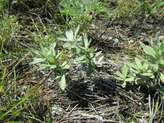 Leontopodium leontopodioides