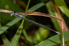 Pseudagrion