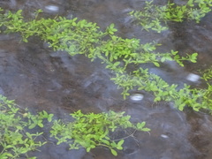 Callitriche