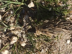 Oiketicoides febretta