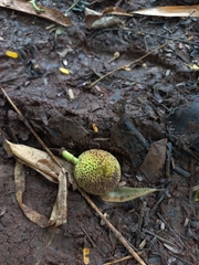 Neolamarckia cadamba