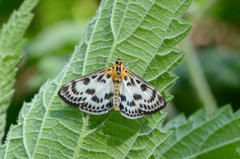 Anania hortulata