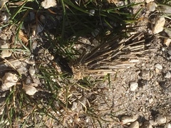 Oiketicoides febretta