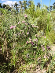 Serruria fasciflora