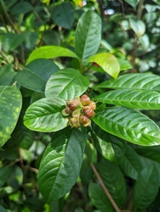 Tetracera indica