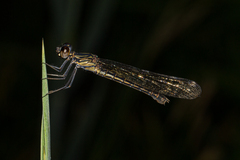 Platycypha caligata