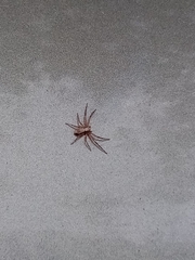 Philodromus aureolus