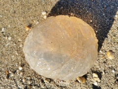 Pectinatella magnifica