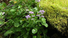 Cardamine raphanifolia