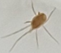 Trombidiformes