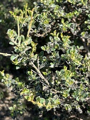 Podalyria microphylla