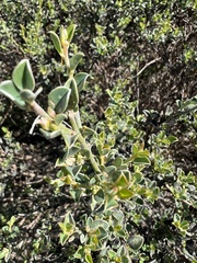 Podalyria microphylla