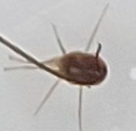 Trombidiformes