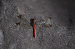 Sympetrum risi