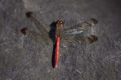 Sympetrum risi