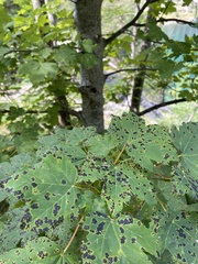 Acer opalus