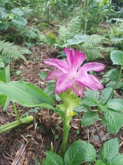 Curcuma