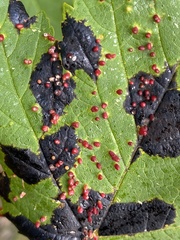 Acer opalus
