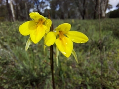 Diuris behrii