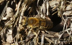 Colletes