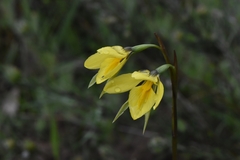 Diuris behrii