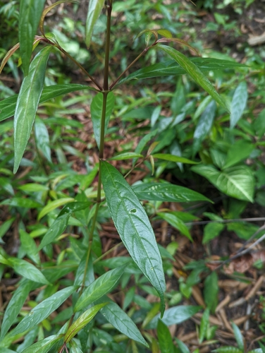 Strobilanthes schomburgkii, photograph 5