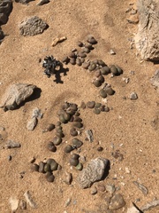 Tylecodon schaeferianus