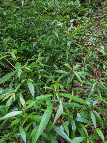 Strobilanthes schomburgkii, photograph 6
