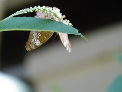 Lebadea martha parkeri