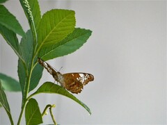 Lebadea martha parkeri