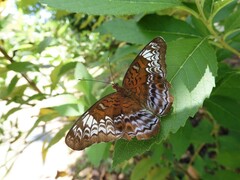 Lebadea martha parkeri