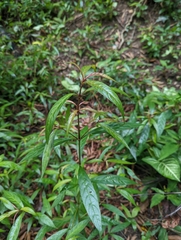 Strobilanthes schomburgkii