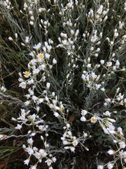 Rhodanthe corymbiflora